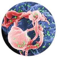 Лікування хламідіозу уреаплазмоза мікоплазмозу у чоловіків